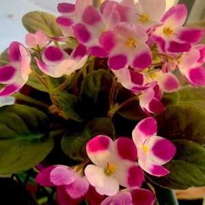 Meet your Posher, Nina